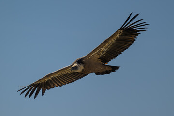 Buitre leonado en la Sierra de Guadarrama