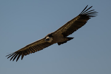 Fototapeta premium Buitre leonado en la Sierra de Guadarrama
