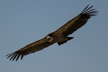 Buitre leonado en la Sierra de Guadarrama