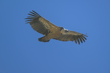 Buitre leonado en la Sierra de Guadarrama