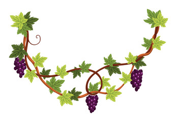 Grape bunch. Cluster of berries and leaves. Grape vine, decorative climbing plant. Fruit, growing healthy food isolated on white background