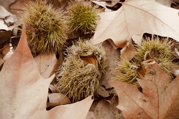 Chestnuts fallen from the tree on dry leaves in the middle of the autumn forest. - Powered by Adobe