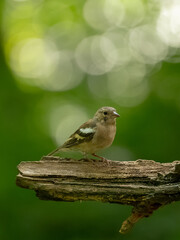 Fototapeta premium Pinson des arbres ( IA bruit )