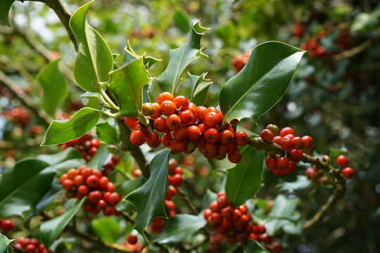 red holly berries on a bush. red and green festive background. evergreen plant with seasonal berries.