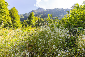 Summer mountain landscape at Krasnaya Polyana mountain resort, Sochi, Russia