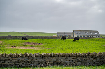 Black cows in front of a farm at Orkney Island grazing on a meadow, old stone wall in front, farm...