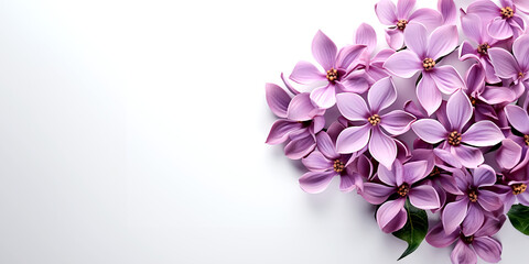 Purple Liclac flowers on a white background with copy space.