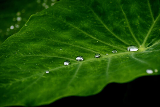 water drops on leaf