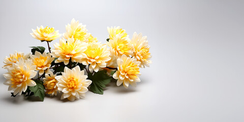 Obraz premium Chrysanthemum flowers on a white background with copy space.