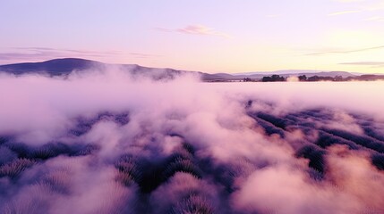 Fototapeta premium Beautiful floral background in the mist, flowers photography with delicate smoke creating a stark contrast. Mystery and dramatic nature vibe