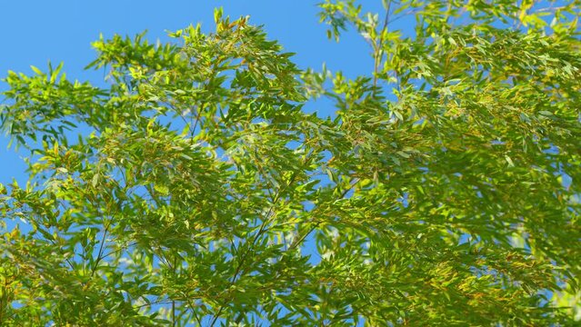 Bamboo Leaves Against The Backdrop Of The Blue Sky. Green Bamboo Leaves And The Blue Sky. Slow motion.