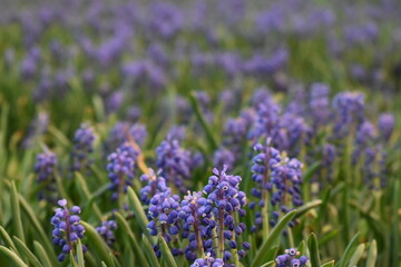 Naklejka premium Closeup of bluebell flower field