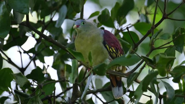 Facing to the left as it looks around moving its head forward then wags its tail within the foliage of this fruiting tree, Thick-billed Green Pigeon Treron curvirostra, Thailand