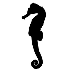 seahorse silhouette  © THAITOR