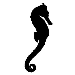 seahorse silhouette  © THAITOR