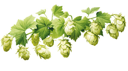 hop plant isolated on a white background