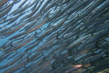 Big bait ball chevron barracuda fish schooling cyclone group around coral reef rock pinnacle in underwater dive site with deep sea background landscape