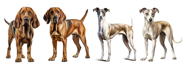 Bloodhound and whippet dog, sitting and standing. Isolated on transparent background - obrazy, fototapety, plakaty