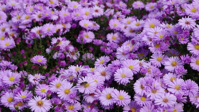 autumn aster flowering in the garden, bees on the flower.