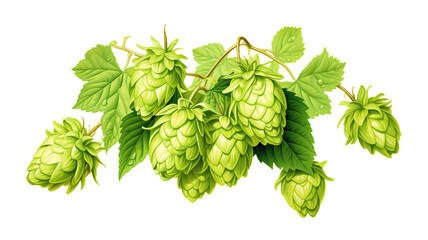 hop plant isolated on a white background