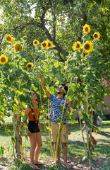 Couple standing in the field of tall sunflowers 