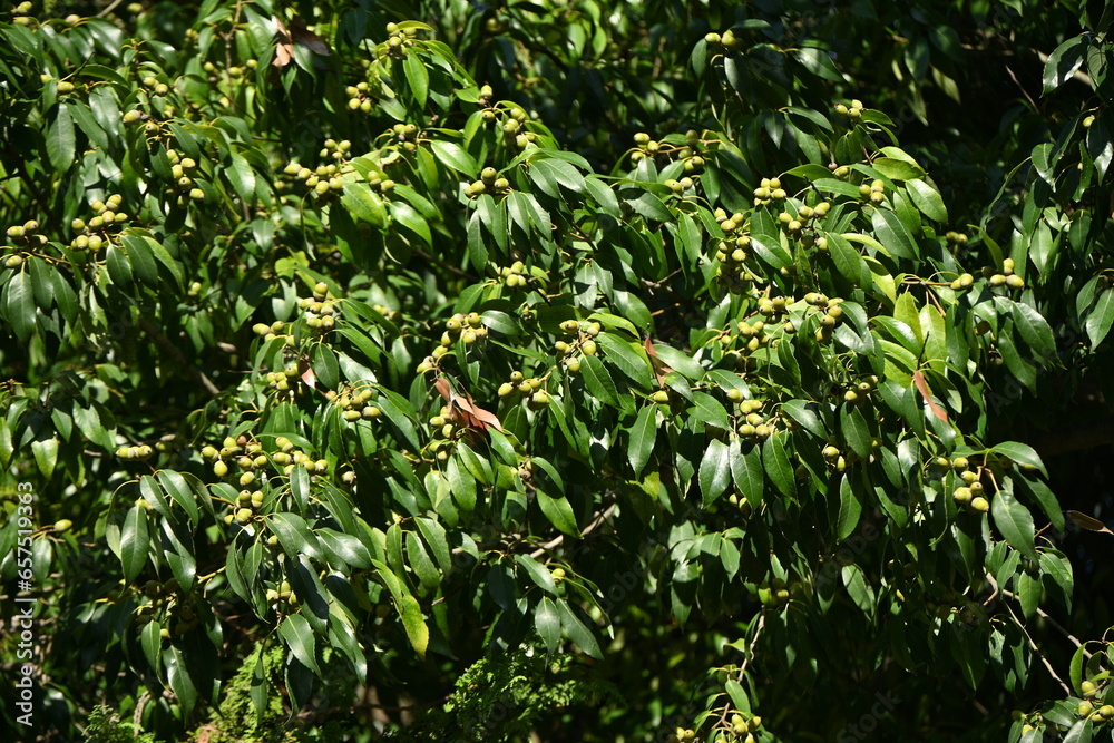 Poster acorns of quercus myrsinaefolia. fagaceae evergreen tree.