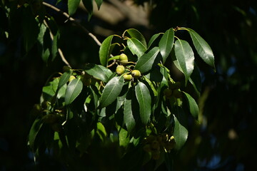 Acorns of Quercus myrsinaefolia. Fagaceae evergreen tree.