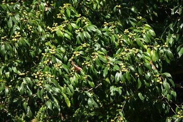 Acorns of Quercus myrsinaefolia. Fagaceae evergreen tree.