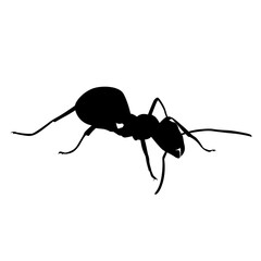 ant silhouette