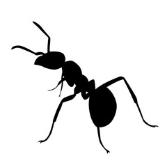 ant silhouette