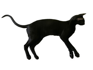 Black oriental cat with long black tail lying isolated on white background
