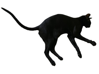 Black oriental cat with long black tail lying isolated on white background