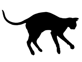 Black oriental cat silhouette with long black tail lying isolated on white background