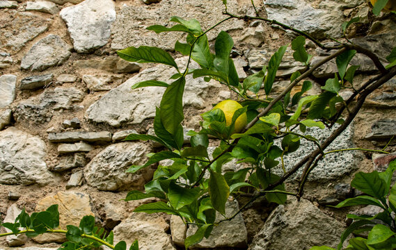  Limonenbaum