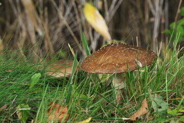 成長したテングダケ