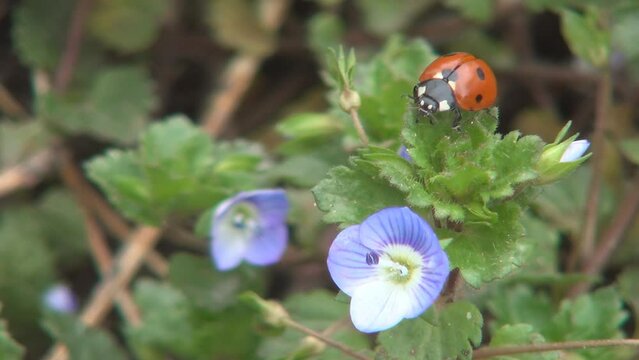 Ladybug Flying, Flight, Veronica Persica Flowers in Field, Ladybird, Bug, Macro