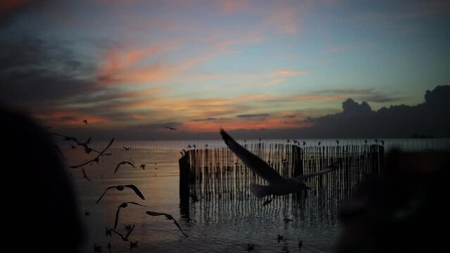 Silhouette Sunset Shot of Seagull Birds in Bangpu Thailand