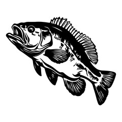Fishing bass  isolated,Hand-drawn.
