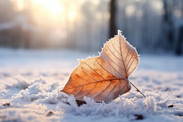 Winter Wonderland: Hoarfrost-Covered Leaf in Snowy Nature