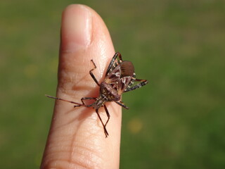 The western conifer seed bug (Leptoglossus occidentalis) sitting on a human finger