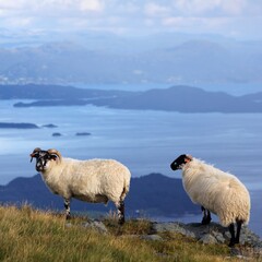Fototapeta premium Scottish Blackface sheep breed in Stord, Norway