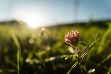Fleurs de trèfles au coucher du soleil dans une prairie