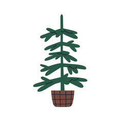 Bare fir tree growing in basket. Live real firtree in wicker pot. Evergreen coniferous plant, natural decoration for Christmas winter holiday. Flat vector illustration isolated on white background