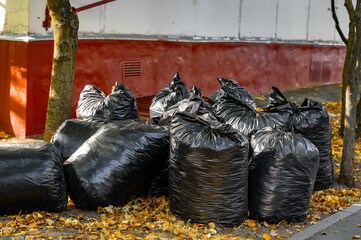 Fall clean up. Black plastic bags full of autumn leaves. Large black plastic trash sacks with...