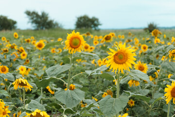 Field with sunflowers.