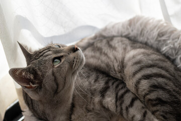 窓辺でのんびり過ごす猫　サバトラ猫 - obrazy, fototapety, plakaty