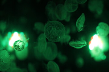 Jellyfish in the aquarium.