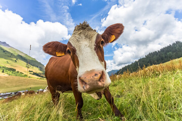Vache de race abondance au col des Aravis, Savoie, France  - obrazy, fototapety, plakaty