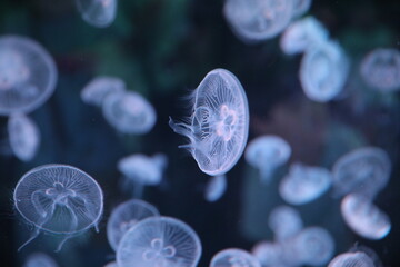 Jellyfish in the aquarium.