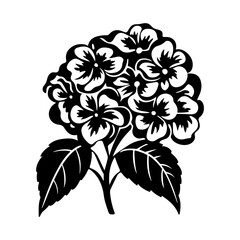 Hydrangea flower, black and white flower hydrangea isolated, handdrawn floral elements for design.